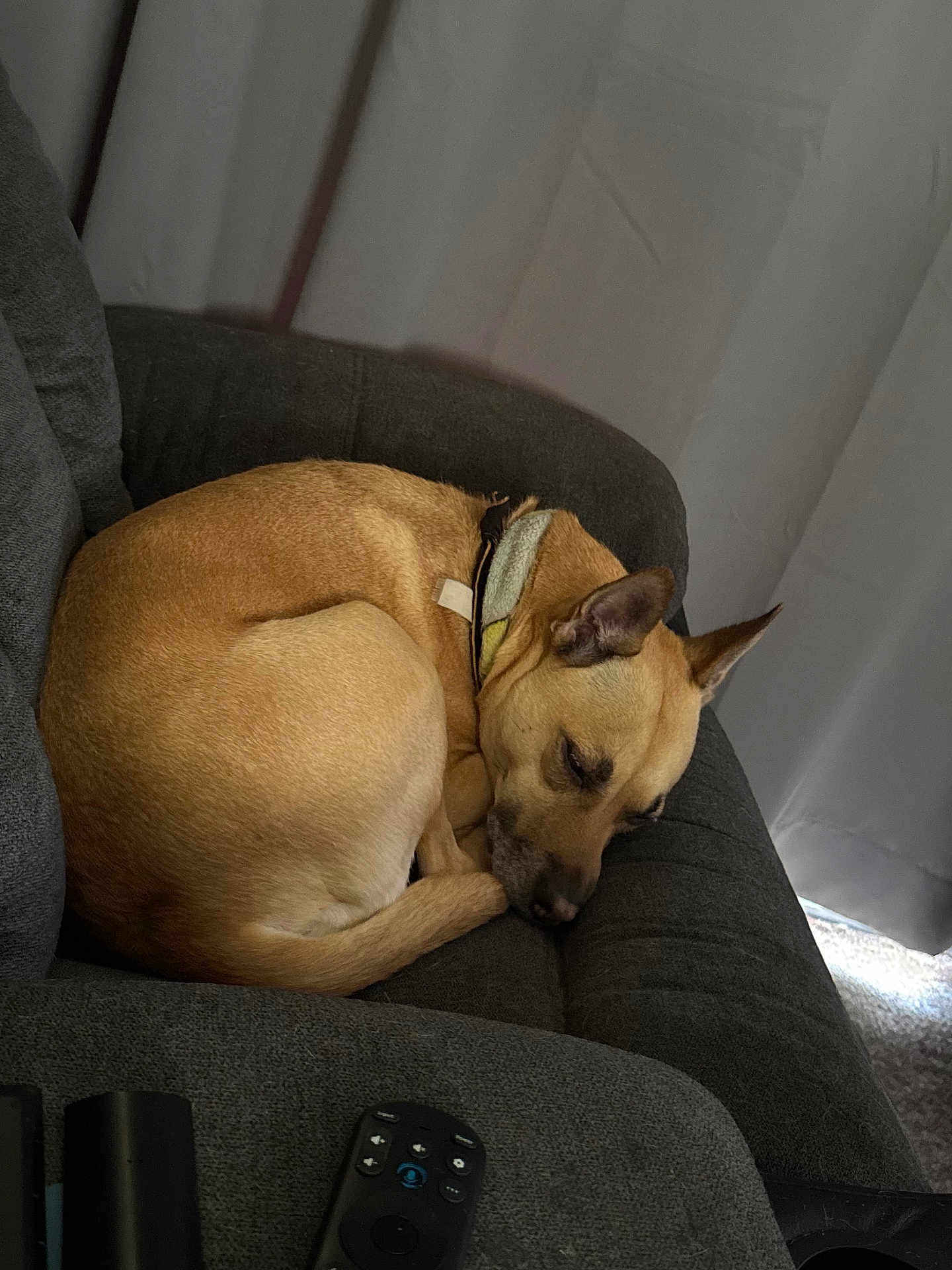 Cryztal joined the competition — help win amazing prizes! dog, sleeping, couch, indoor, tan_dog, collar, pet, resting, cozy, living_room, remote_control, furniture, curtains, relaxing, domestic_animal, canine, comfortable, peaceful, side_view, household