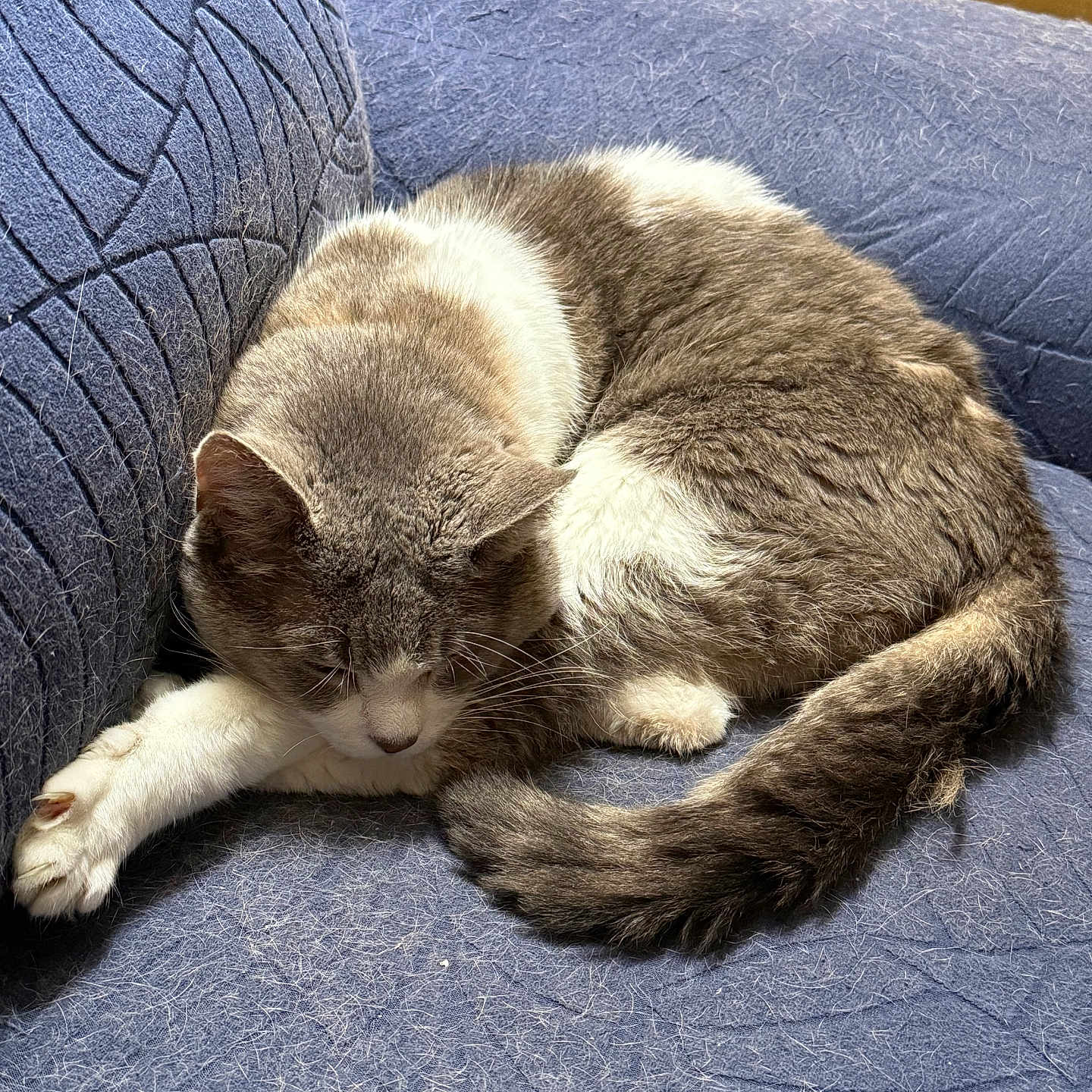 Goku is registered to the contest to win money with this photo: animal, blue, cat, couch, cozy, curled_up, domestic, feline, fur, indoor, nap, paw, pet, quiet, relaxing, resting, sleeping, soft, tail, whiskers