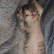 Bam Bam is registered to the contest to win money with this photo: kitten, cat, sleeping, blanket, cozy, fur, cute, resting, pet, animal, small, relaxed, soft, indoor, adorable, young, feline, comfort, warm, lying_down