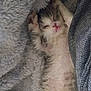 kitten, cat, sleeping, blanket, cozy, fur, cute, resting, pet, animal, small, relaxed, soft, indoor, adorable, young, feline, comfort, warm, lying_down