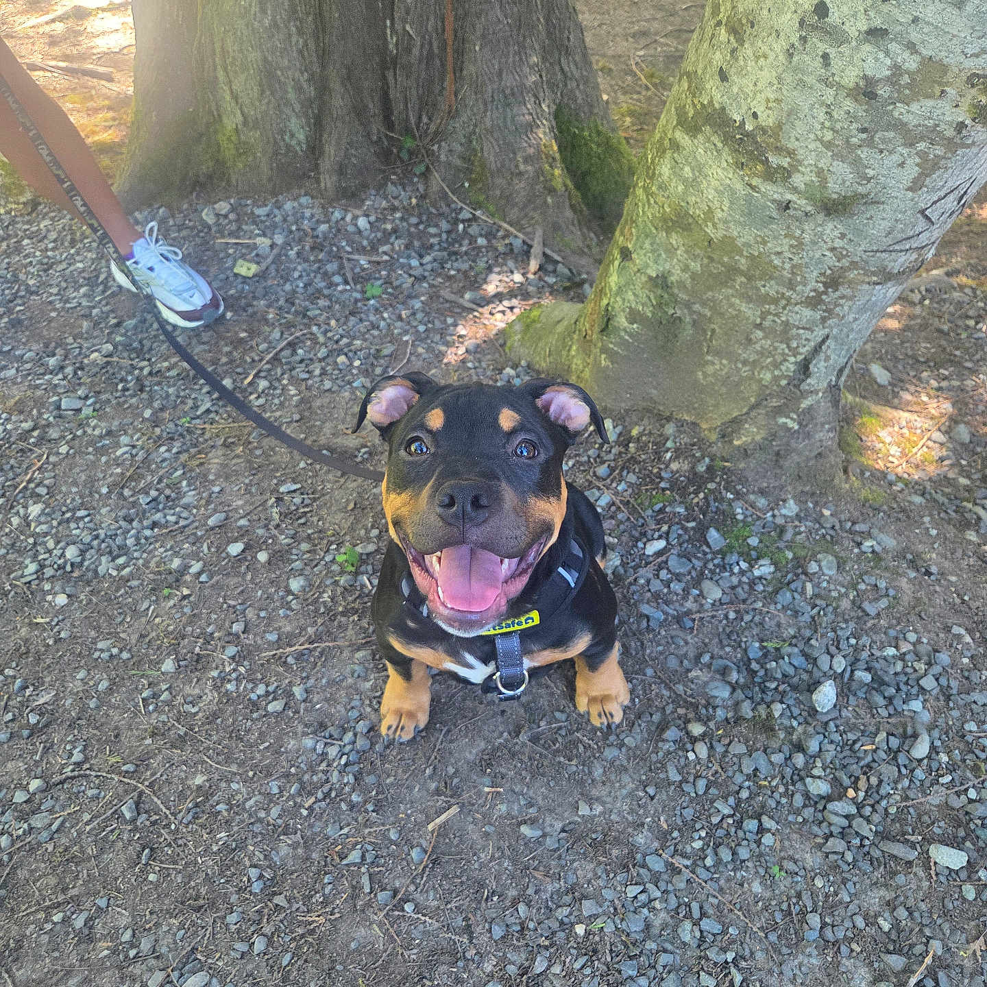 Apollo is registered to the contest to win money with this photo: dog, puppy, smiling, leash, person, sneaker, shoe, tree, trunk, rocks, ground, outdoor, nature, sunlight, happy, pet, canine, animal, playing, forest