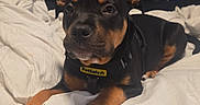 Apollo joined the competition — help win amazing prizes! bed, bedroom, black_dog, blanket, canine, collar, cozy, cute, dog, domestic_animal, furniture, indoors, looking_at_camera, lying_down, petsafe, puppy, resting, tan_markings, white_bedspread, young_dog
