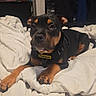 dog, puppy, bed, white_bedspread, black_dog, tan_markings, collar, petsafe, indoors, bedroom, furniture, blanket, canine, cute, young_dog, lying_down, looking_at_camera, domestic_animal, resting, cozy