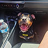 Apollo is registered to the contest to win money with this photo: dog, car_interior, water_bottle, sunlight, happy, pet, seat, dashboard, control_panel, smiling, animal, vehicle, leash, harness, black_and_tan, canine, companion, indoor, daytime, closeup