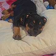 Apollo is registered to the contest to win money with this photo: puppy, dog, black_and_brown, lying_down, pillow, plush_toys, blanket, indoor, carpet, cute, pet, young_dog, relaxed, cozy, animal, resting, soft_toys, colorful, comfort, sleepy