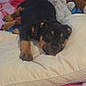 puppy, dog, black_and_brown, lying_down, pillow, plush_toys, blanket, indoor, carpet, cute, pet, young_dog, relaxed, cozy, animal, resting, soft_toys, colorful, comfort, sleepy
