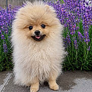 Baela participe au concours pour gagner de l'argent avec cette photo : dog, puppy, pomeranian, fluffy, outdoor, lavender, flowers, greenery, sky, clouds, concrete, path, tongue_out, cute, small_dog, nature, summer, garden, pet, animal