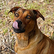 Beanie is registered to the contest to win money with this photo: dog, brown_dog, tongue, licking, animal, pet, outdoor, nature, grass, fur, ears, nose, face, canine, closeup, expression, eyes, wildlife, muzzle, portrait