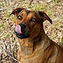 dog, brown_dog, tongue, licking, animal, pet, outdoor, nature, grass, fur, ears, nose, face, canine, closeup, expression, eyes, wildlife, muzzle, portrait