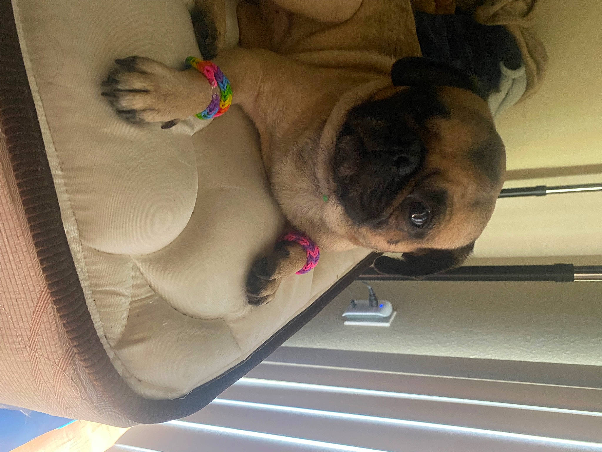 Sir Charles Percival is registered to the contest to win money with this photo: auto_part, canidae, carnivore, comfort, companion_dog, dog, dog_breed, fawn, flooring, human_leg, jaw, pug, snout, sporting_group, tail, thigh, vehicle_door, windshield, wood, wrinkle