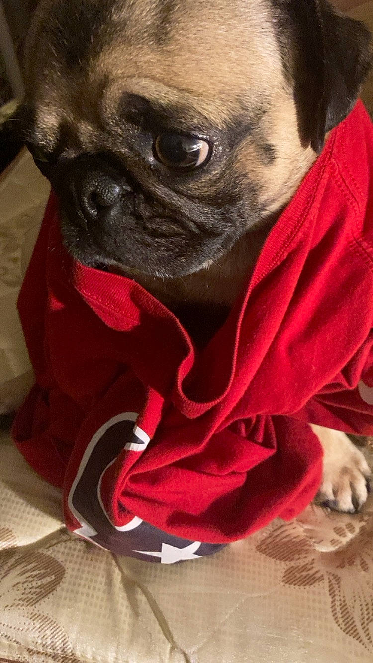 Sir Charles Percival joined the competition — help win amazing prizes! canidae, carmine, carnivore, collar, companion_dog, dog, dog_breed, dog_clothes, dog_collar, dog_supply, ear, fawn, pet_supply, pug, snout, sporting_group, toy_dog, whiskers, working_animal, wrinkle