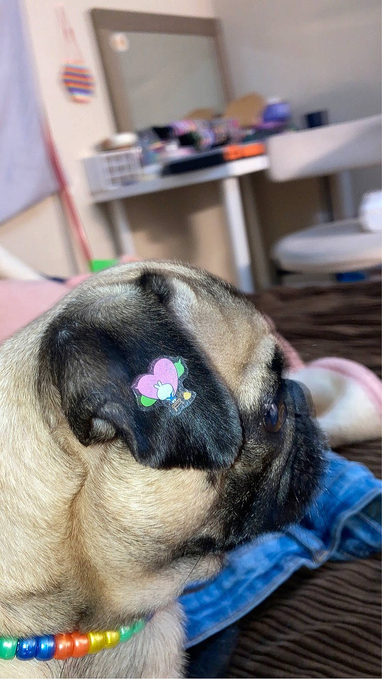 Sir Charles Percival joined the competition — help win amazing prizes! canidae, carnivore, collar, comfort, companion_dog, dog, dog_breed, ear, fawn, flooring, fur, hair, head, nap, pug, snout, sporting_group, whiskers, working_animal, wrinkle