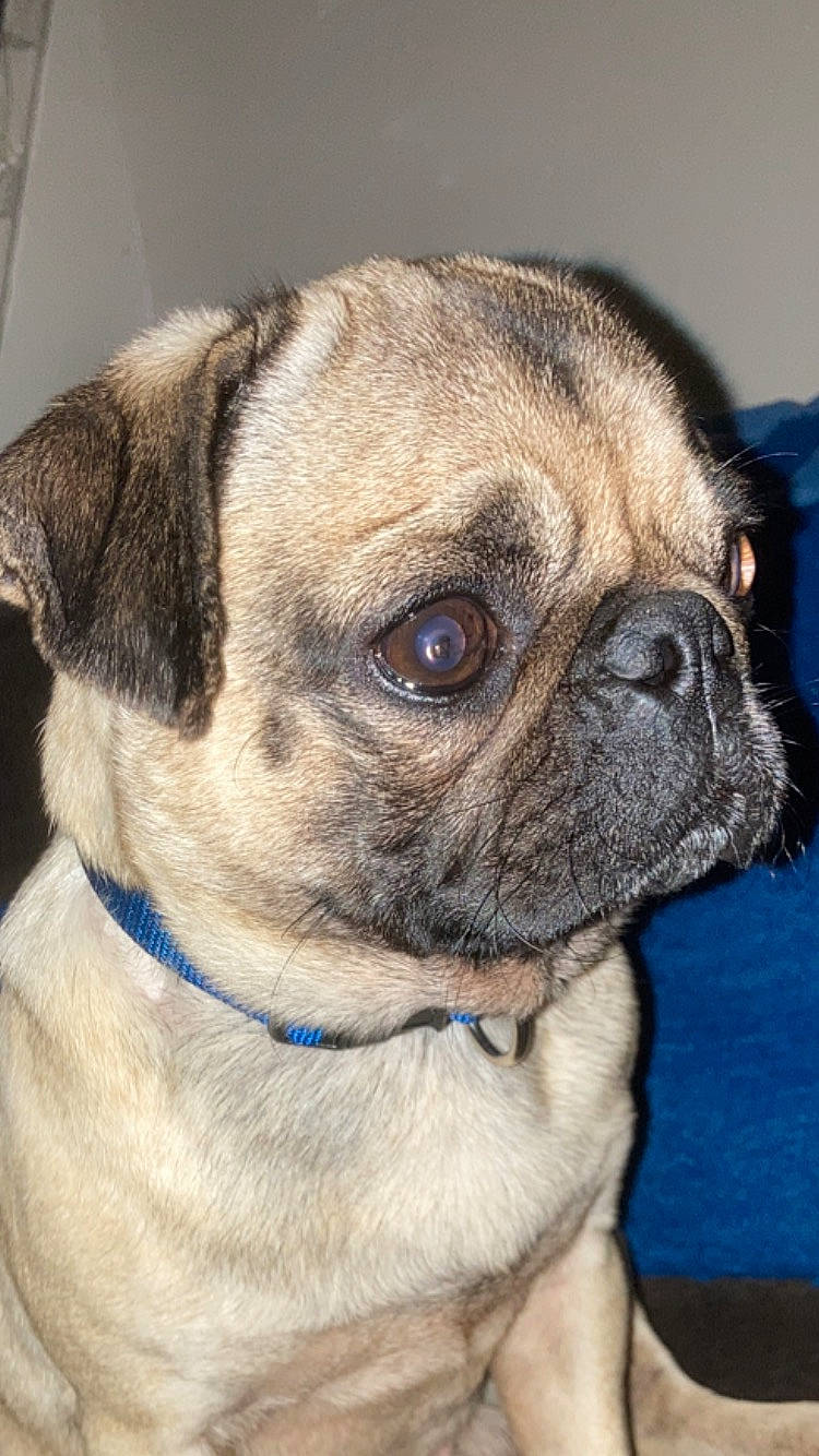 Sir Charles Percival joined the competition — help win amazing prizes! canidae, carnivore, collar, companion_dog, dog, dog_breed, dog_collar, fawn, fur, leash, non_sporting_group, pet_supply, pug, snout, sporting_group, terrestrial_animal, toy_dog, whiskers, working_animal, wrinkle