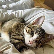 Marseille a rejoint le concours — aidez-le/la à gagner de superbes lots ! animal, blanket, cat, closeup, cozy, cute, ears, feline, fur, indoor, laying, nose, pet, relaxed, resting, sleepy, soft, tabby, whiskers, white