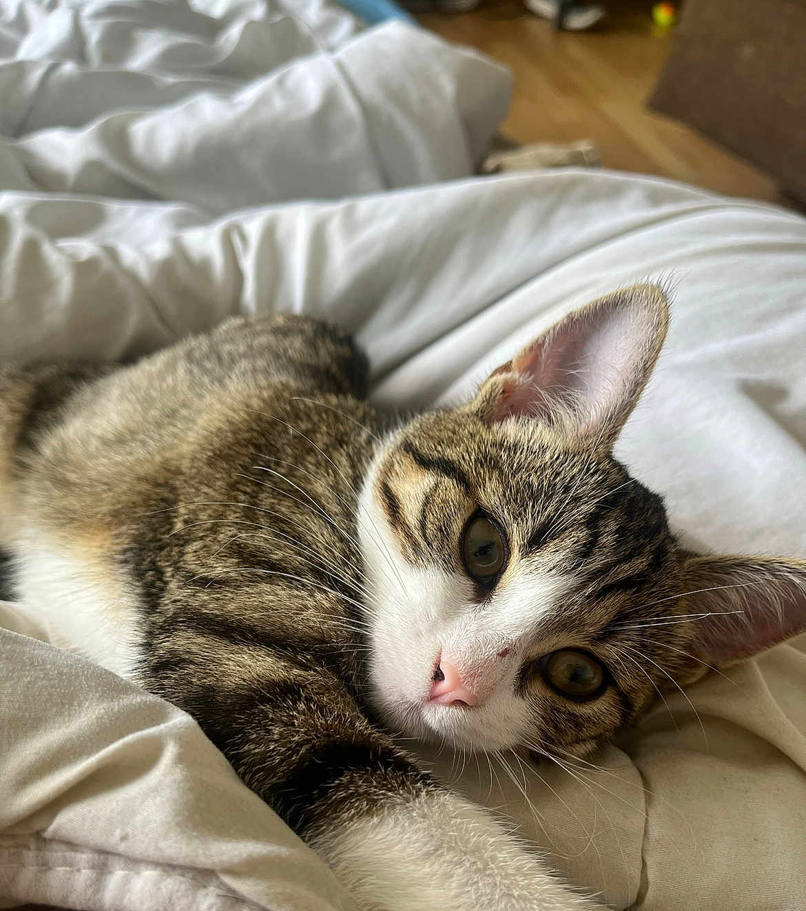 Marseille a rejoint le concours — aidez-le/la à gagner de superbes lots ! animal, blanket, cat, closeup, cozy, cute, ears, feline, fur, indoor, laying, nose, pet, relaxed, resting, sleepy, soft, tabby, whiskers, white