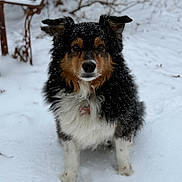 Bailey joined the competition — help win amazing prizes! dog, snow, winter, outdoor, pet, fur, animal, canine, cold, nature, portrait, sitting, snowflakes, cute, adorable, muzzle, ears, collar, tag, background