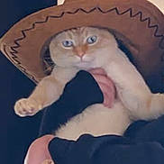 Freddy joined the competition — help win amazing prizes! cat, cowboy_hat, pet, animal, indoor, person_holding_cat, feline, orange_cat, blue_eyes, cute, costume, portrait, fluffy, domestic_cat, hand, black_clothing, hat, funny, expression, mammal