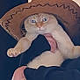 cat, cowboy_hat, pet, animal, indoor, person_holding_cat, feline, orange_cat, blue_eyes, cute, costume, portrait, fluffy, domestic_cat, hand, black_clothing, hat, funny, expression, mammal