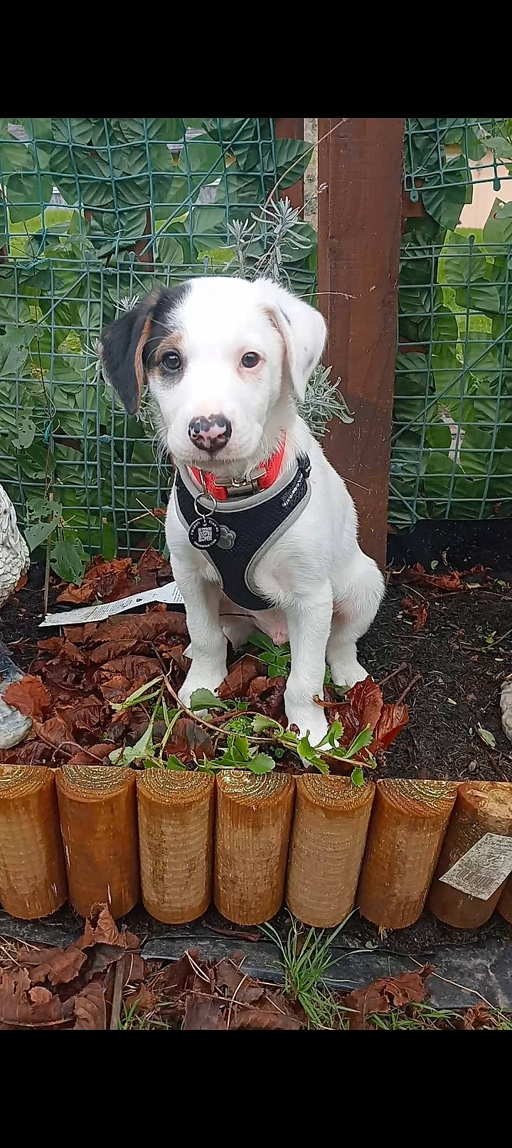 Echo joined the competition — help win amazing prizes! canidae, carnivore, collar, companion_dog, dog, dog_breed, dog_collar, dog_supply, fawn, fence, flowerpot, garden, grass, herb, pet_supply, plant, soil, sporting_group, storage_basket, whiskers