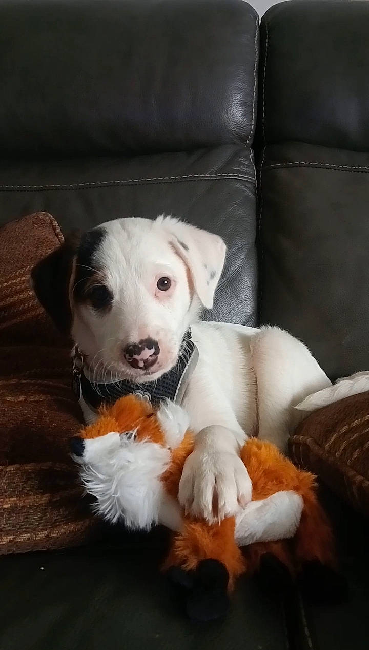 Echo is registered to the contest to win money with this photo: ball, canidae, carnivore, comfort, companion_dog, couch, dog, dog_breed, fawn, fur, guard_dog, paw, puppy_love, smile, snout, sporting_group, street_dog, tail, whiskers, working_animal