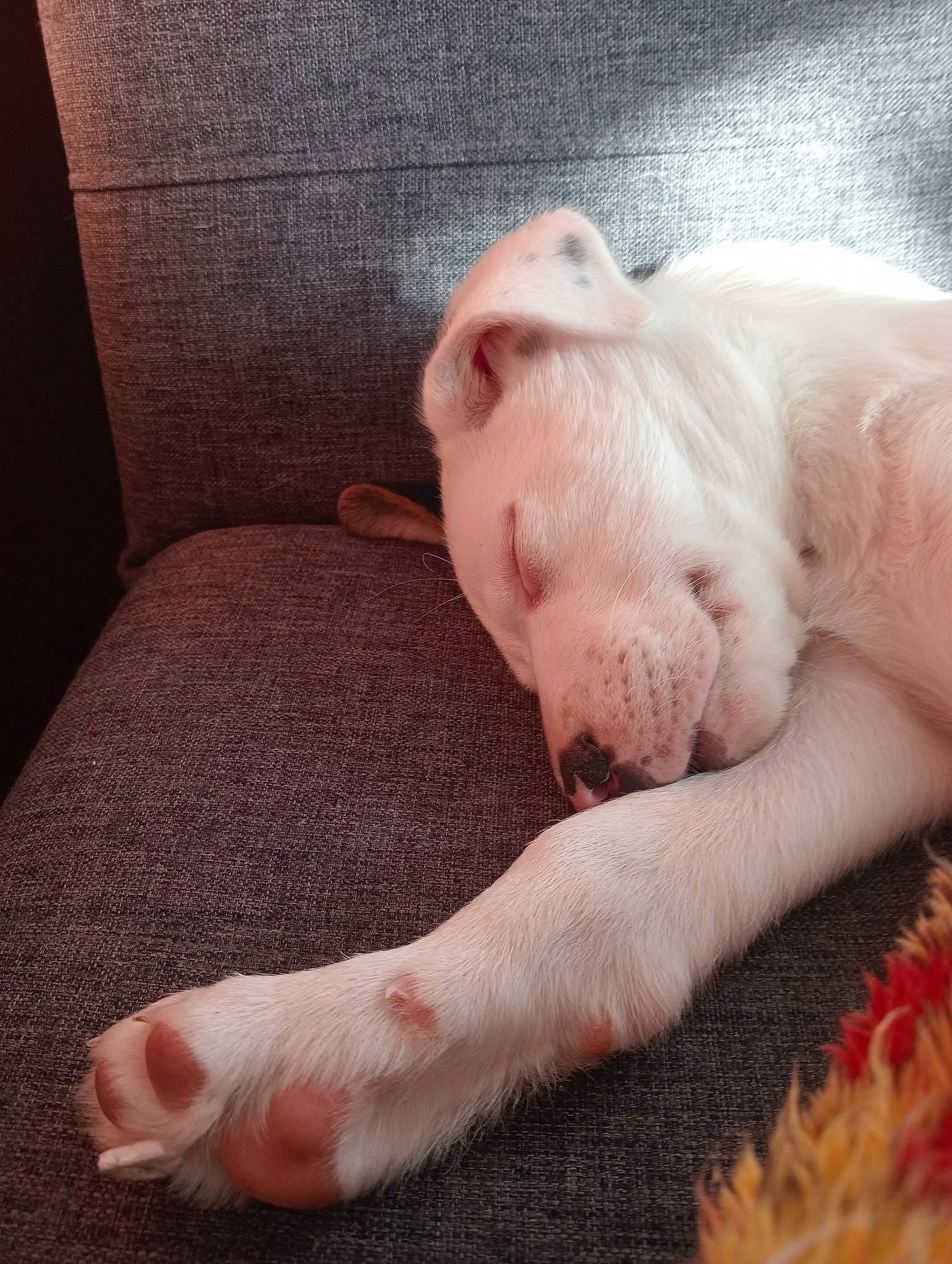 Echo is registered to the contest to win money with this photo: canidae, carnivore, comfort, companion_dog, dog, dog_breed, fawn, foot, fur, human_leg, leg, nail, paw, skin, snout, sporting_group, tail, terrestrial_animal, whiskers, working_animal