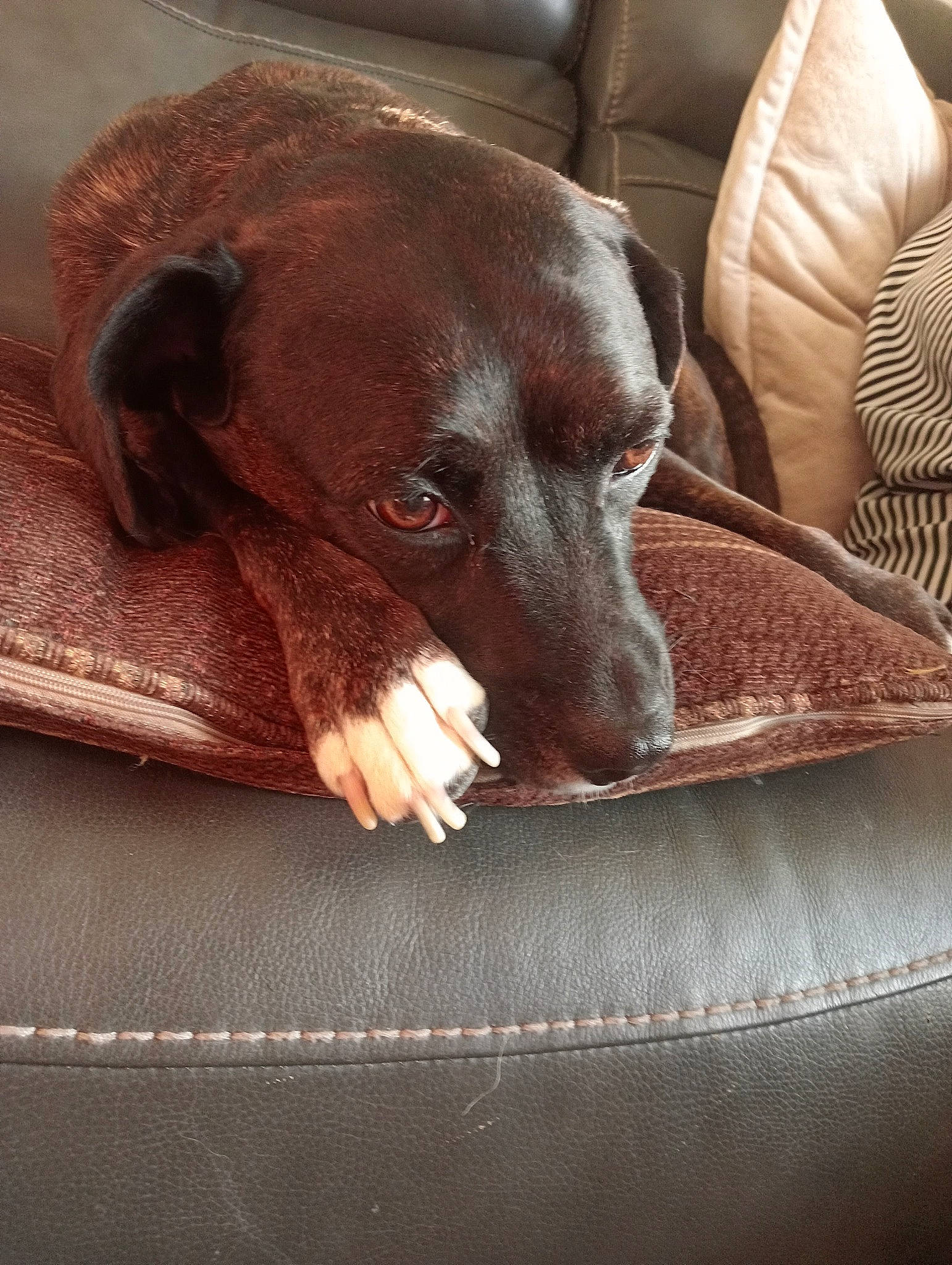 Ellie is registered to the contest to win money with this photo: canidae, carnivore, comfort, companion_dog, couch, dog, dog_breed, fawn, guard_dog, gun_dog, linens, liver, pet_supply, pointing_breed, snout, sporting_group, terrestrial_animal, whiskers, wood, working_animal