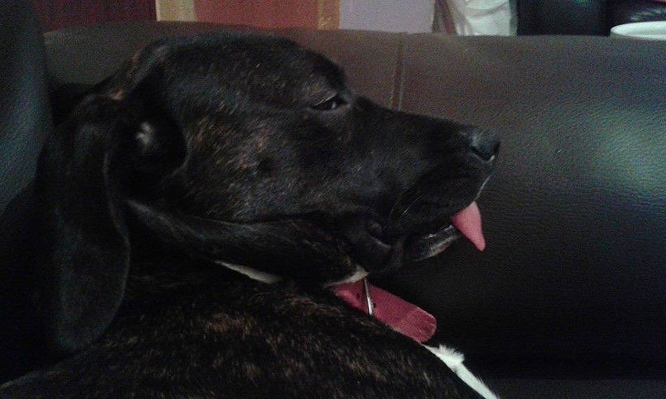 Ellie joined the competition — help win amazing prizes! borador, canidae, carnivore, collar, companion_dog, dog, dog_breed, dog_collar, ear, fur, guard_dog, gun_dog, hunting_dog, liver, non_sporting_group, pet_supply, snout, sporting_group, whiskers, working_animal