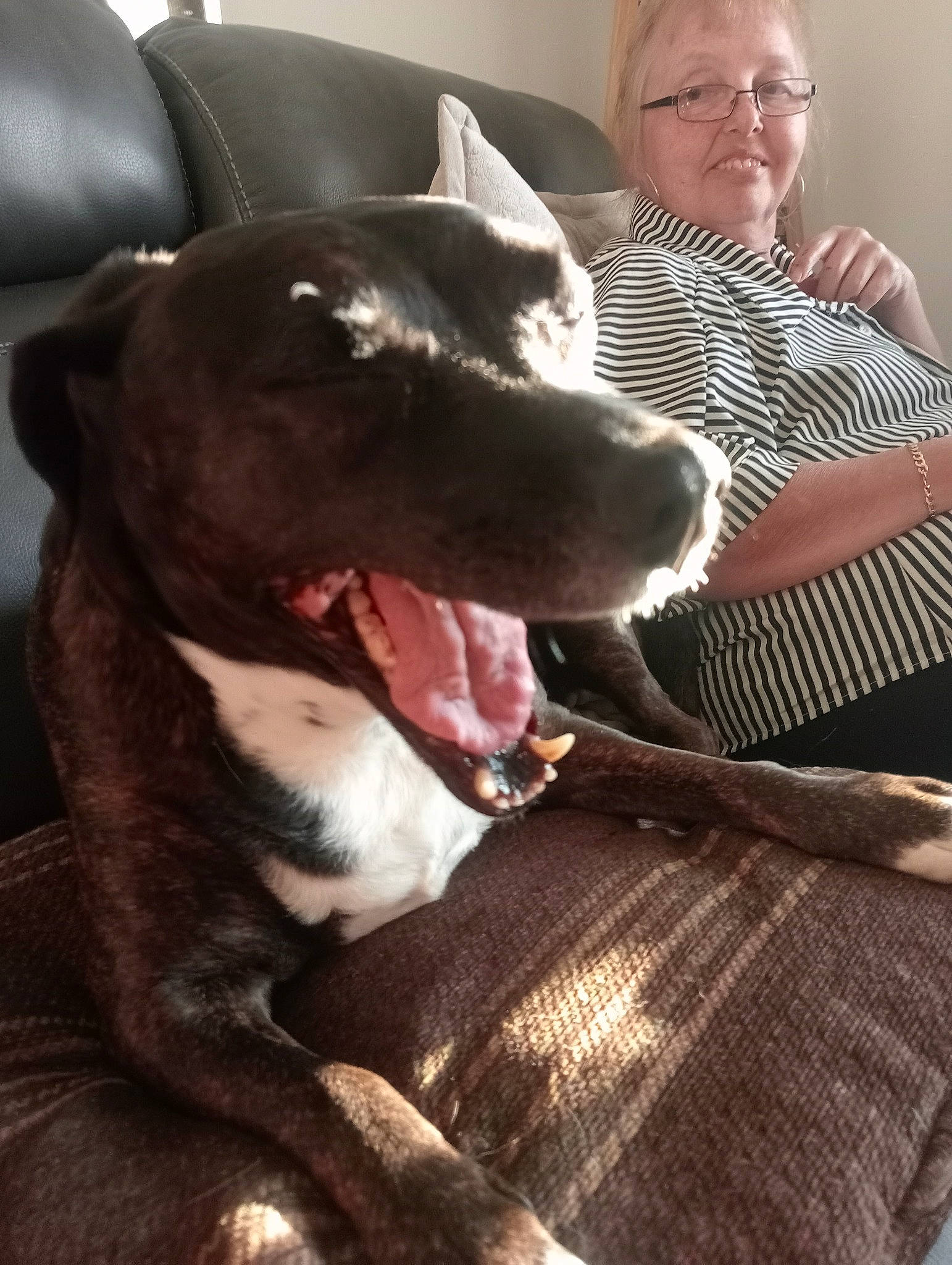 Ellie is registered to the contest to win money with this photo: canidae, carnivore, collar, comfort, companion_dog, dog, dog_breed, dog_collar, fawn, fur, guard_dog, happy, jaw, liver, non_sporting_group, smile, snout, sporting_group, whiskers, working_animal