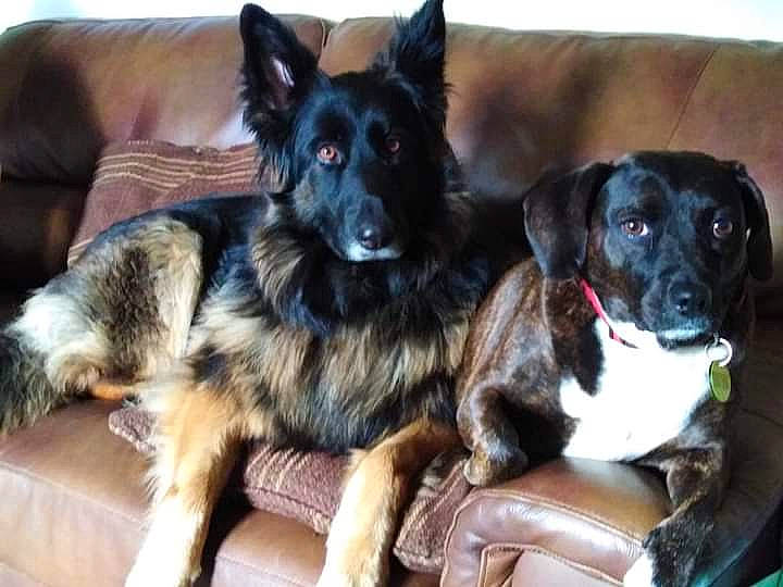 Inca is registered to the contest to win money with this photo: ancient_dog_breeds, canidae, carnivore, companion_dog, dog, dog_breed, dog_supply, fur, guard_dog, herding_dog, puppy, snout, sporting_group, working_animal, working_dog