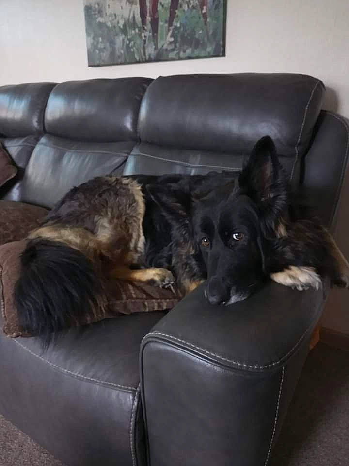 Inca is registered to the contest to win money with this photo: brown, carnivore, comfort, companion_dog, couch, dog, dog_breed, flooring, fur, furniture, liver, living_room, mammal, picture_frame, recliner, room, sofa_bed, sporting_group, studio_couch, vertebrate
