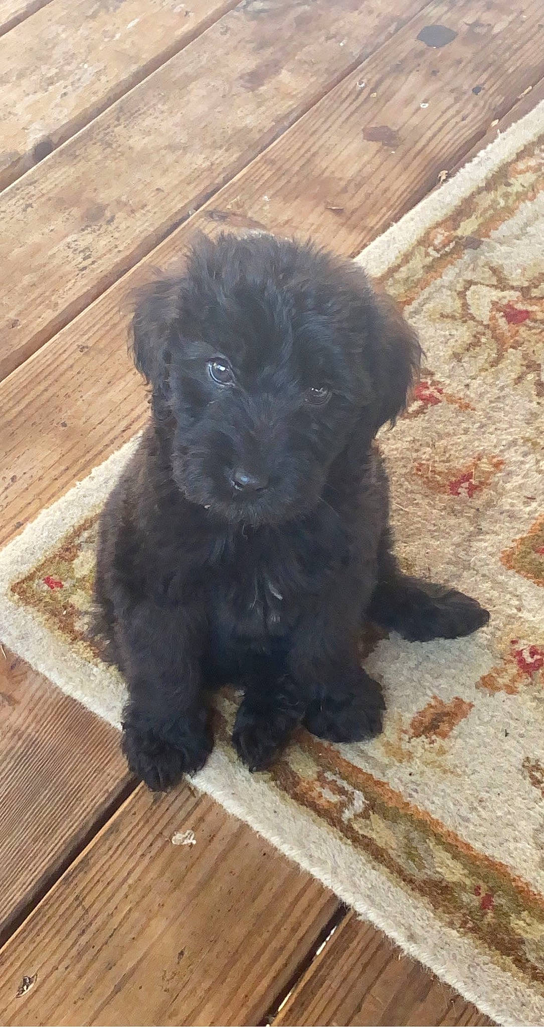 Copper is registered to the contest to win money with this photo: canidae, carnivore, companion_dog, dog, dog_breed, fawn, fur, hardwood, liver, maltepoo, plank, puppy, sporting_group, terrestrial_animal, terrier, toy_dog, varnish, water_dog, wood, working_animal