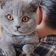 Herman a rejoint le concours — aidez-le/la à gagner de superbes lots ! animal, back_view, cat, close_up, cozy, cute, domestic_animal, ears, eyes, feline, fur, gray_cat, indoor, kitten, person, pet, plaid_shirt, portrait, shoulder, whiskers