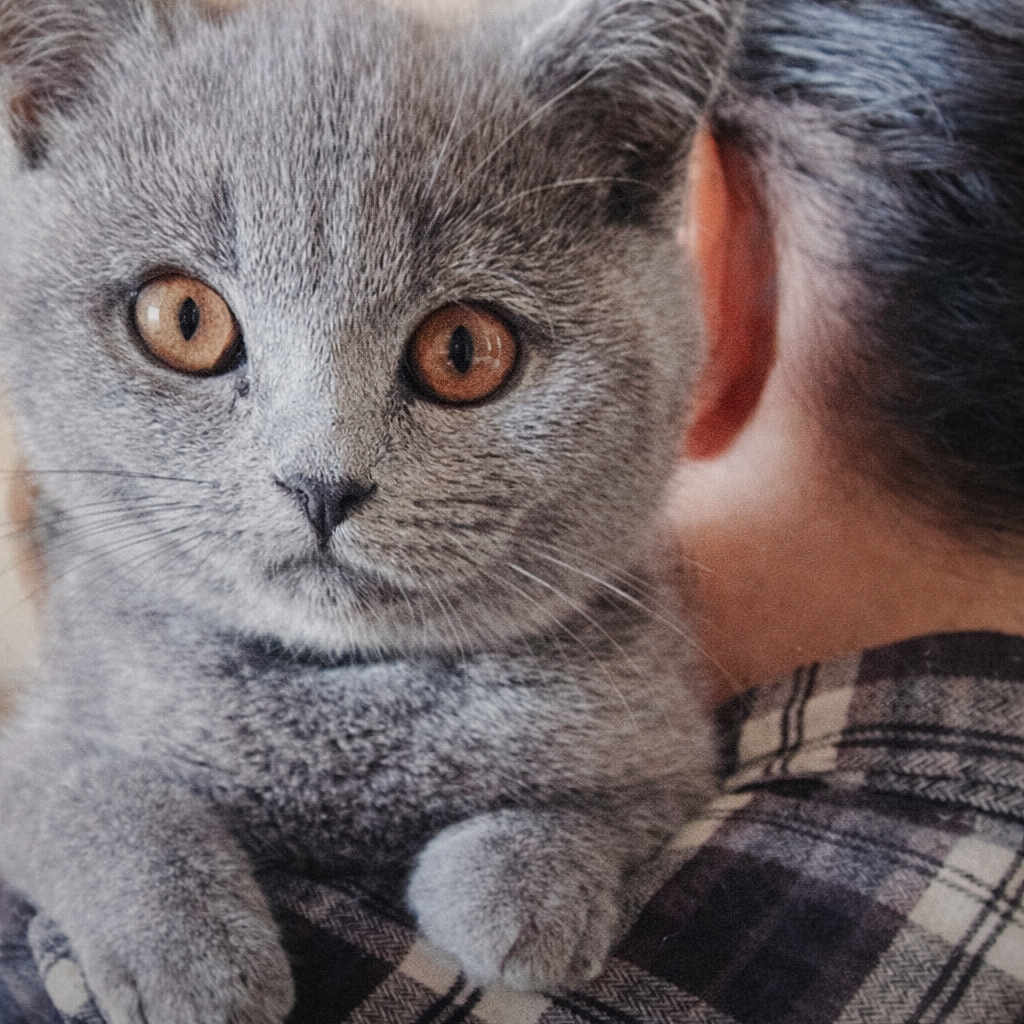 Herman