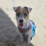 Luna is registered to the contest to win money with this photo: dog, pet, canine, sitting, tongue_out, harness, sand, beach, sunlight, shadow, outdoor, animal, cute, small_dog, fur, ears, happy, looking_at_camera, daytime, playful