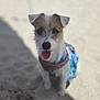 dog, pet, canine, sitting, tongue_out, harness, sand, beach, sunlight, shadow, outdoor, animal, cute, small_dog, fur, ears, happy, looking_at_camera, daytime, playful