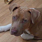 Canelo is registered to the contest to win money with this photo: dog, brown, white, floor, wooden_floor, pet, animal, lying_down, close_up, indoor, canine, ears, paw, looking_up, curious, domestic_animal, mammal, portrait, fur, expression