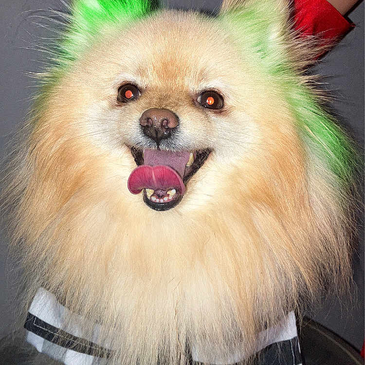 Prince is registered to the contest to win money with this photo: animal, bodypart, canine, cockerspaniel, dog, eskimodog, finger, hand, leash, mouth, papillon, person, pet, poodle, puppy, sphere, teeth, terrier, tongue, whitedog