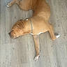 animal, brindle, brown_fur, chain_collar, cute, dog, floor, home, indoor, lying_down, muscular, nap, pet, relaxed, resting, short_hair, side_view, sleeping, white_paws, wood_floor