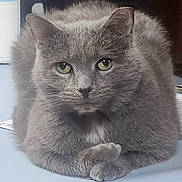 Sweetie Pie joined the competition — help win amazing prizes! cat, gray_cat, feline, pet, animal, portrait, closeup, sitting, paws, crossed_paws, green_eyes, fluffy, fur, whiskers, ears, indoor, table, calm, alert, photograph