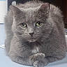 cat, gray_cat, feline, pet, animal, portrait, closeup, sitting, paws, crossed_paws, green_eyes, fluffy, fur, whiskers, ears, indoor, table, calm, alert, photograph