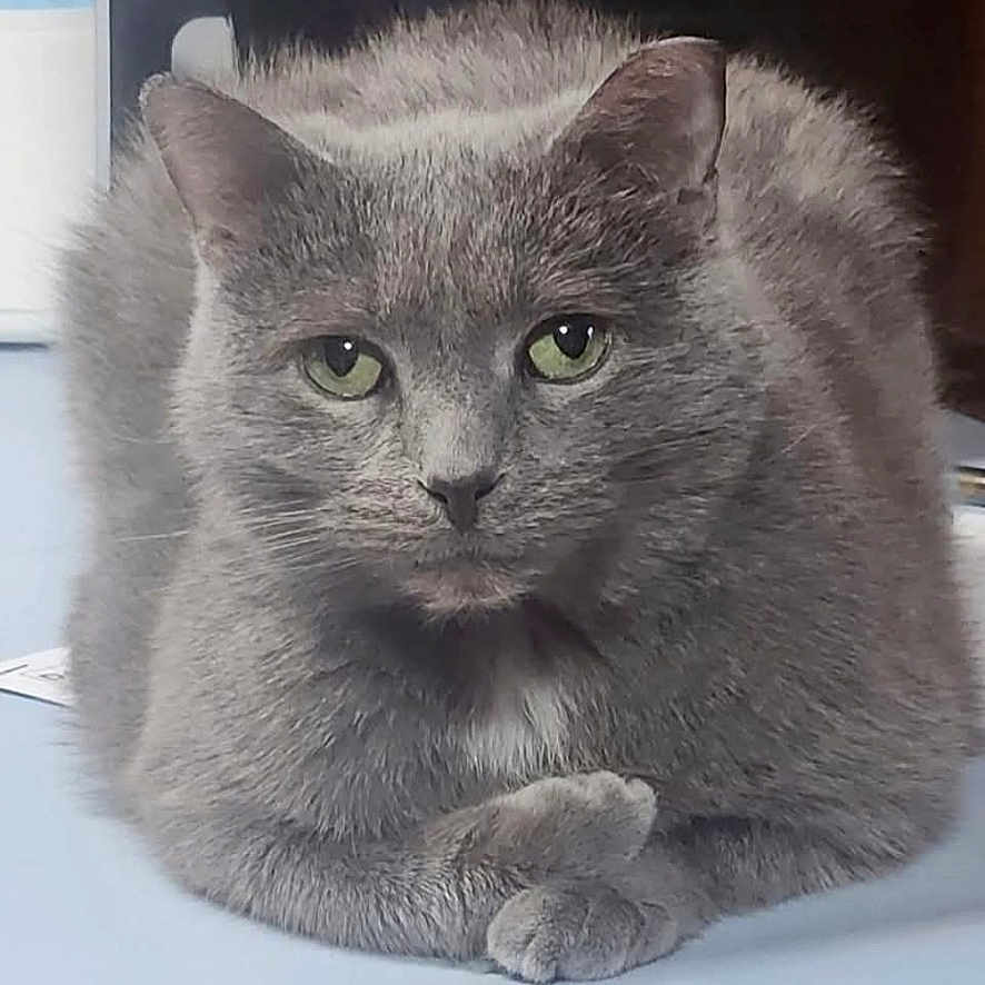 Sweetie Pie joined the competition — help win amazing prizes! cat, gray_cat, feline, pet, animal, portrait, closeup, sitting, paws, crossed_paws, green_eyes, fluffy, fur, whiskers, ears, indoor, table, calm, alert, photograph