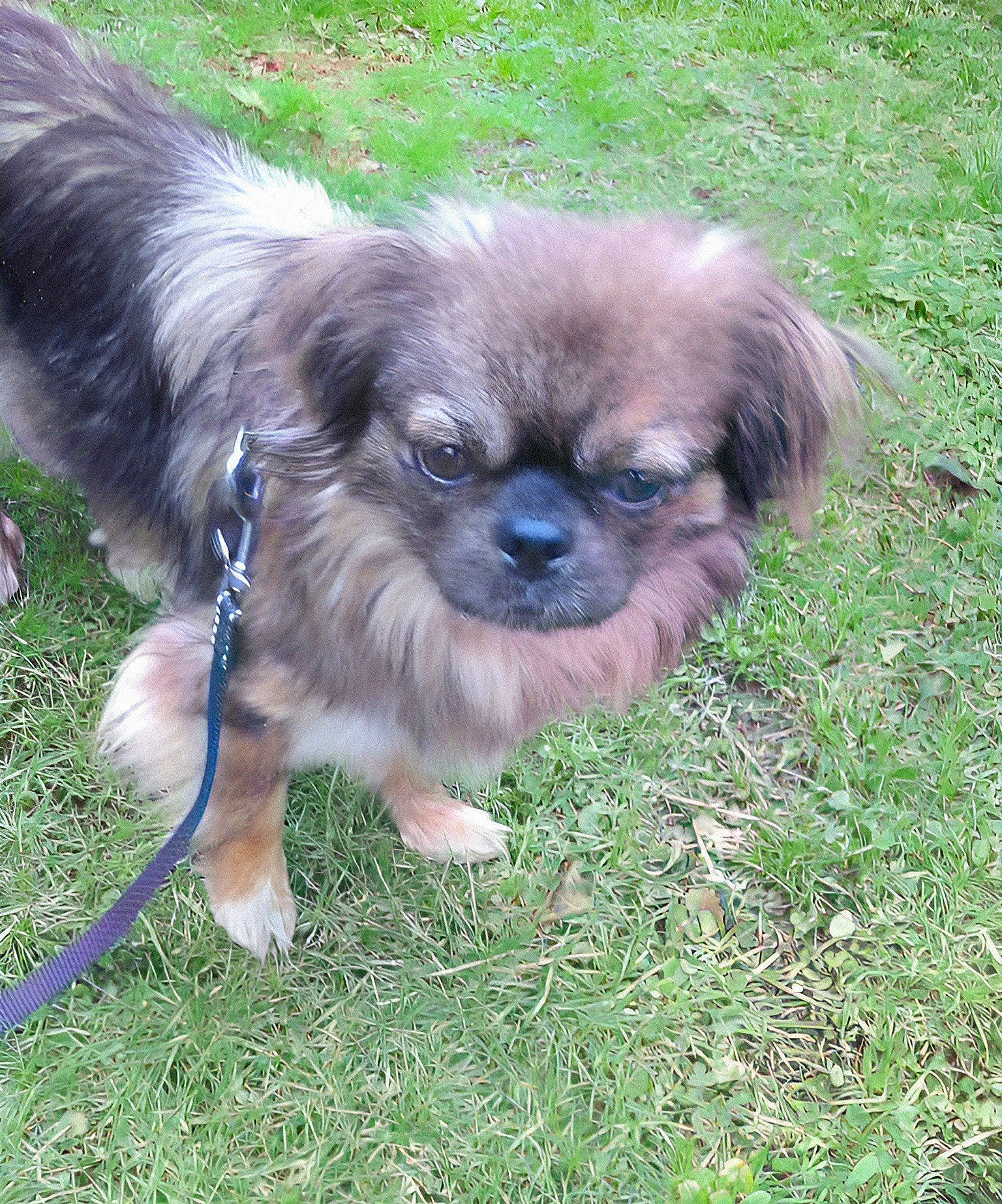 Gilly joined the competition — help win amazing prizes! ancient_dog_breeds, canidae, carnivore, companion_dog, dog, dog_breed, fawn, fur, grass, liver, non_sporting_group, pekingese, primate, puppy, snout, sporting_group, terrestrial_animal, tibetan_spaniel, toy_dog, working_animal