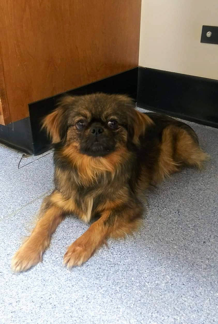 Gilly joined the competition — help win amazing prizes! canidae, carnivore, companion_dog, dog, dog_breed, eye, fawn, flooring, fur, liver, puppy, small_terrier, snout, sporting_group, terrestrial_animal, terrier, toy_dog, wall_plate, wall_socket, working_animal