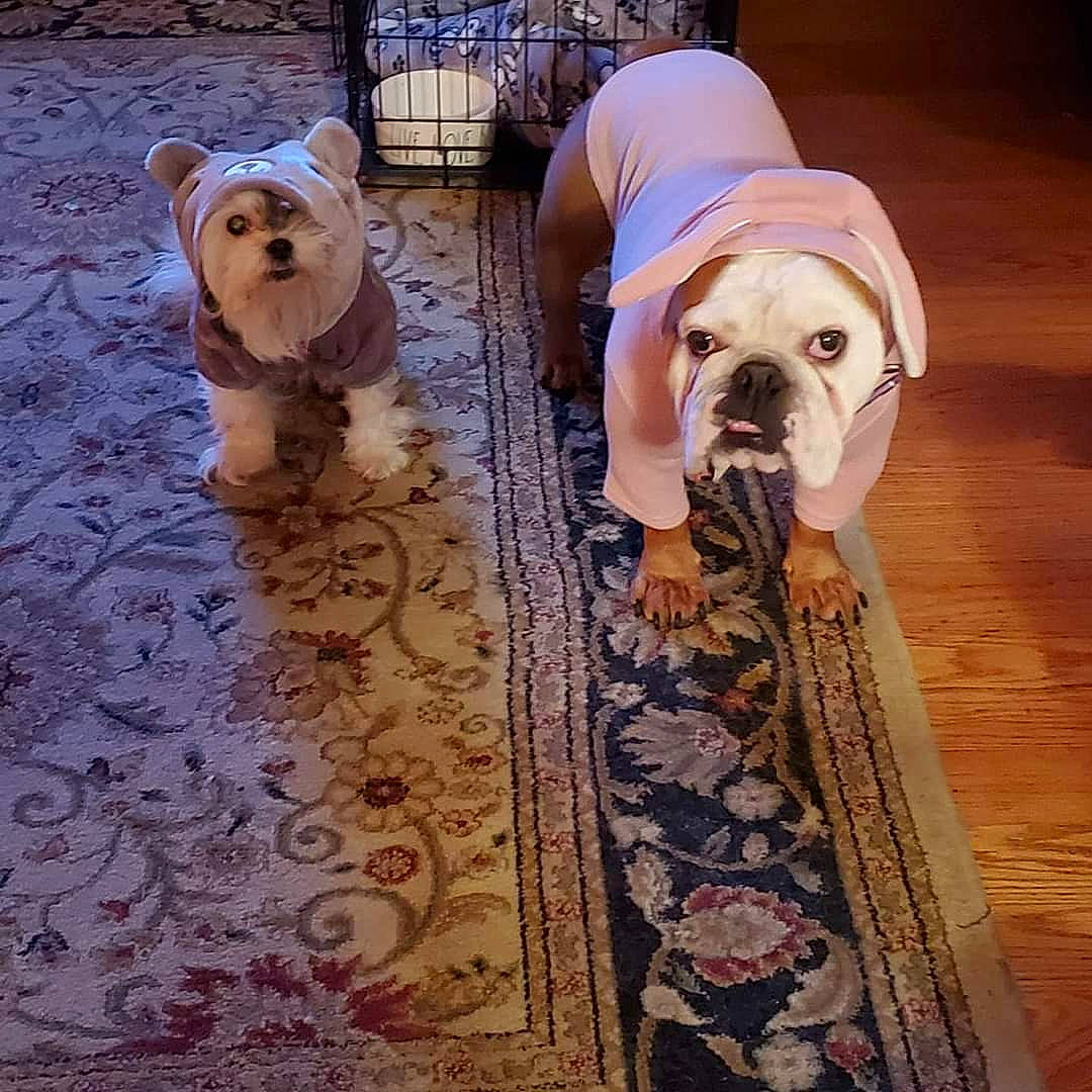 Santana joined the competition — help win amazing prizes! bulldog, canidae, carnivore, comfort, companion_dog, dog, dog_breed, dog_clothes, fawn, flooring, pattern, pet_supply, snout, sporting_group, toy_dog, vertebrate, white_english_bulldog, wood, working_animal, wrinkle