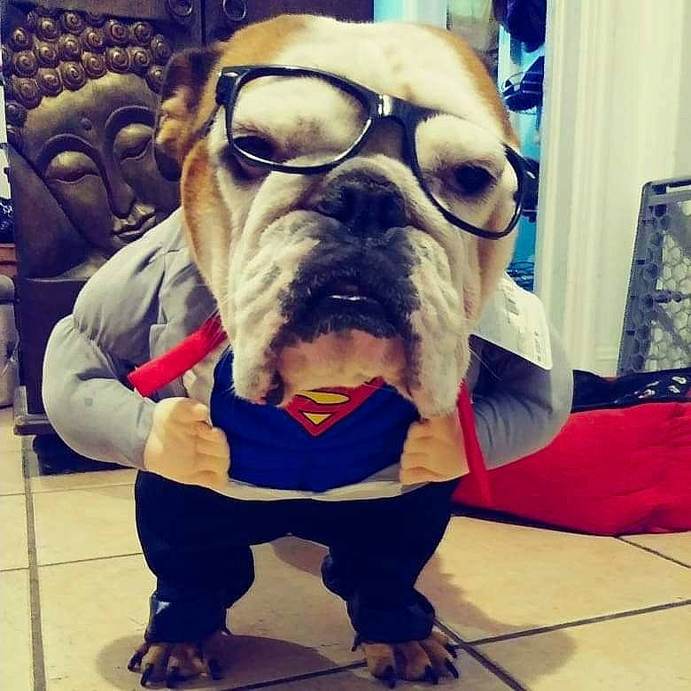 Santana is registered to the contest to win money with this photo: art, carnivore, companion_dog, cool, dog, dog_breed, facial_hair, fang, fawn, felidae, jaw, personal_protective_equipment, picture_frame, sculpture, sky, snout, toy_dog, whiskers, working_animal, wrinkle