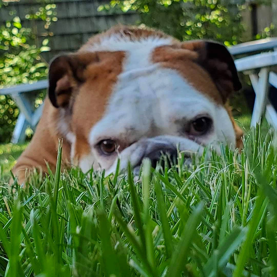 Santana is registered to the contest to win money with this photo: boxer, canidae, carnivore, companion_dog, dog, dog_breed, fawn, fence, grass, liver, mammal, pasture, plant, puppy, snout, sporting_group, terrestrial_animal, whiskers, wildlife, working_animal