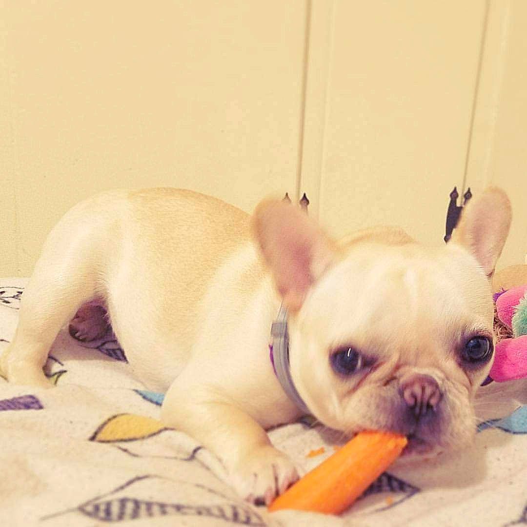 Gwenavere is registered to the contest to win money with this photo: bulldog, canidae, carnivore, comfort, companion_dog, dog, dog_breed, dog_supply, ear, eye, fawn, paw, pet_supply, snout, sporting_group, terrestrial_animal, toy, toy_dog, whiskers, working_animal