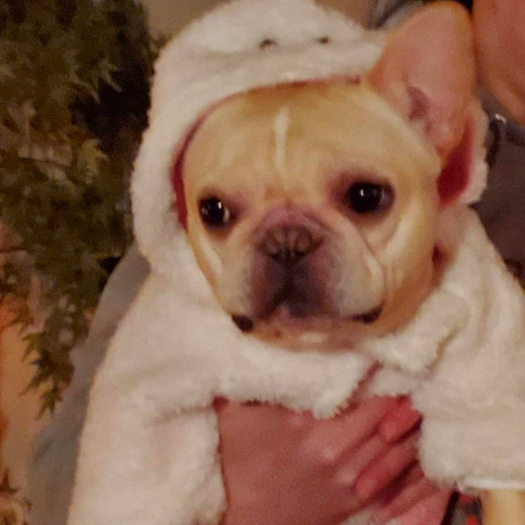 Gwenavere is registered to the contest to win money with this photo: bulldog, canidae, carnivore, comfort, companion_dog, dog, dog_breed, ear, fawn, fur, nail, pink, puppy_love, snout, sporting_group, terrestrial_animal, toy_dog, whiskers, working_animal, wrinkle