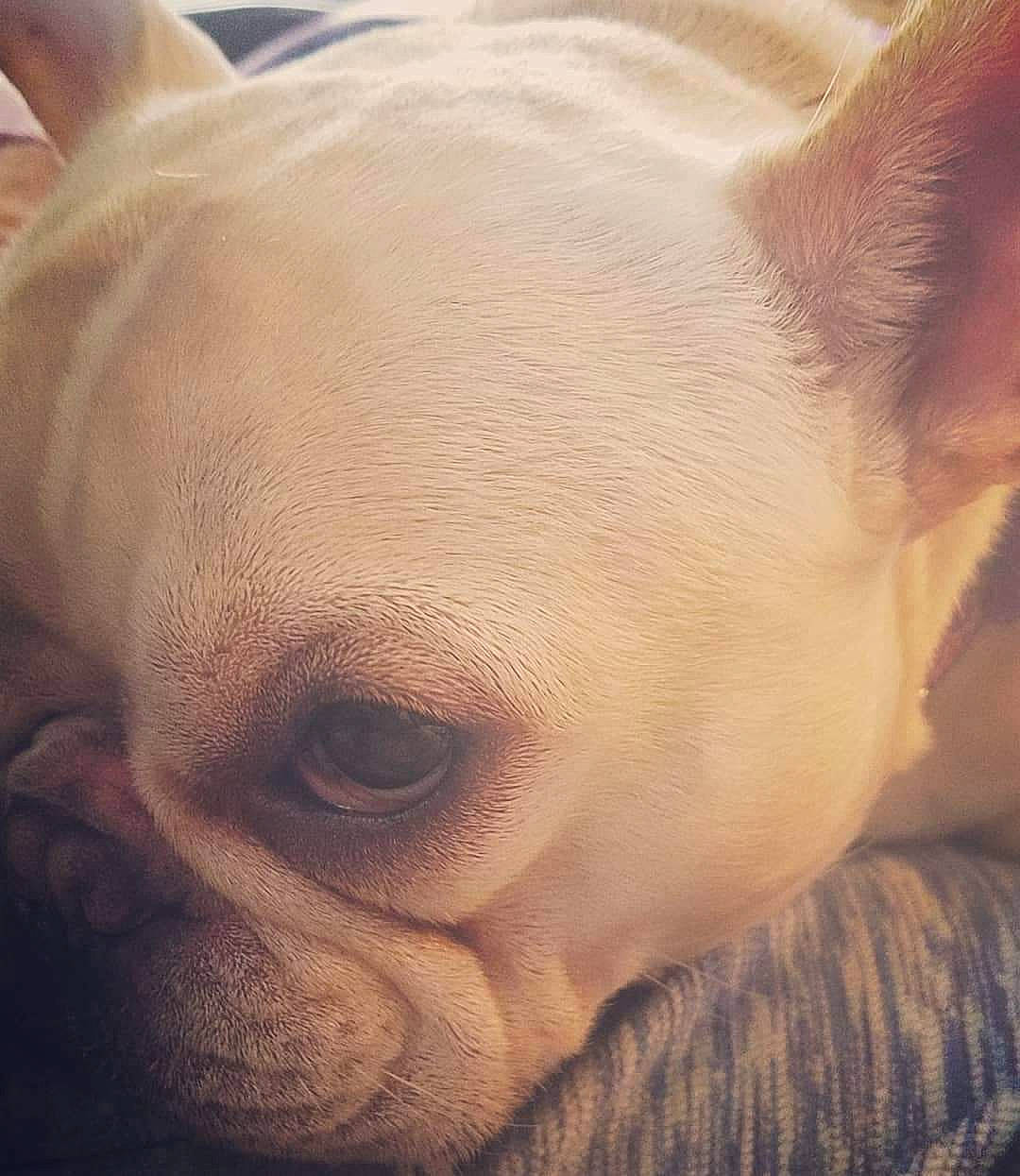 Gwenavere joined the competition — help win amazing prizes! bulldog, canidae, carnivore, close_up, comfort, companion_dog, dog, dog_breed, ear, fawn, head, non_sporting_group, nose, sky, snout, sporting_group, terrestrial_animal, whiskers, wrinkle