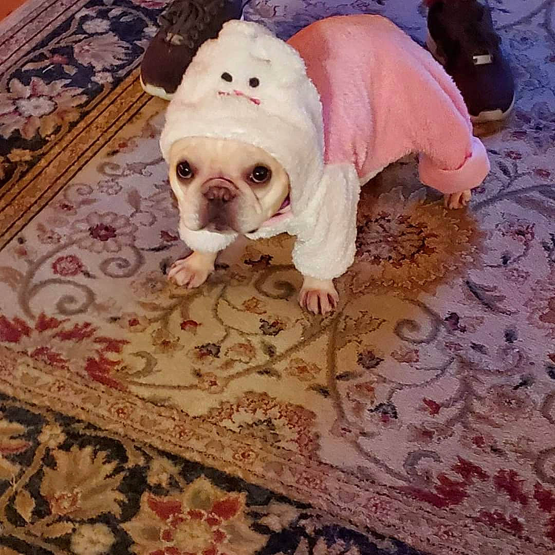 Gwenavere joined the competition — help win amazing prizes! bulldog, carnivore, comfort, companion_dog, couch, dog, dog_breed, dog_clothes, dog_supply, fawn, floor, flooring, linens, pattern, pink, snout, toy_dog, wood, working_animal, wrinkle